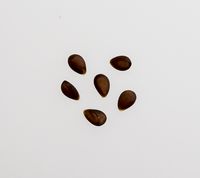 Vista Bella apple seeds
